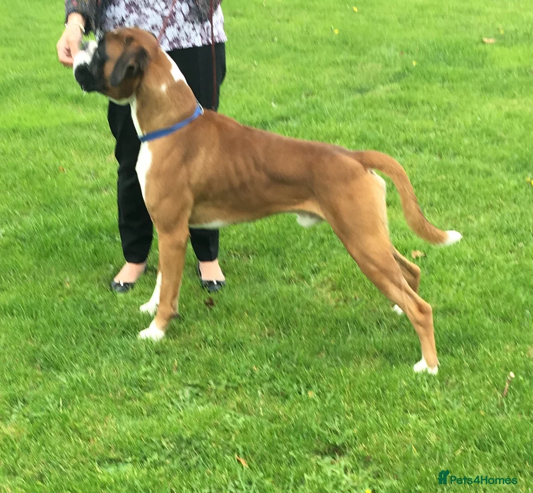 Boxer dogs for stud: Boxer stud dog in Barnsley - Advert 1