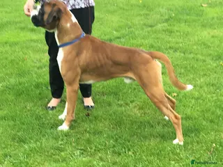 Boxer dogs Boxer stud dog - Advert 15