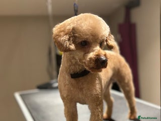 Toy Poodle dogs in Bury Saint Edmunds - Advert 4
