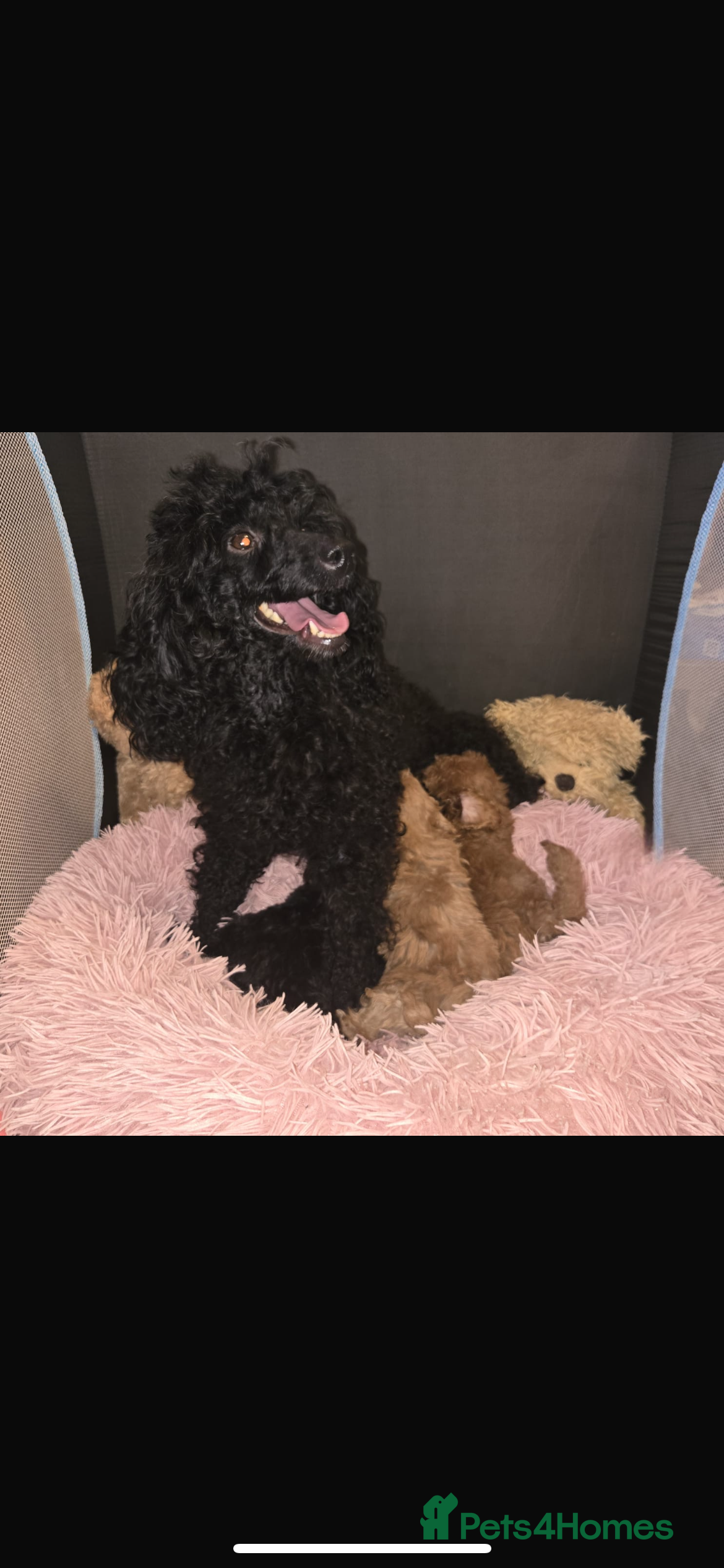 Toy Poodle dogs Stunning black toy poodle girl  - Advert 18