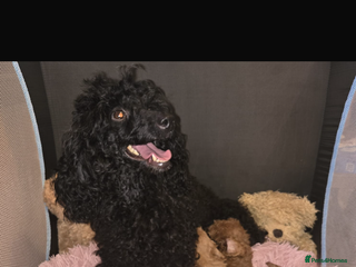 Toy Poodle dogs Stunning black toy poodle girl - Advert 1