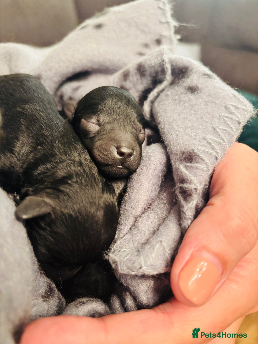 Labradoodle dogs for sale: Miniature Labradoodles - Advert 2