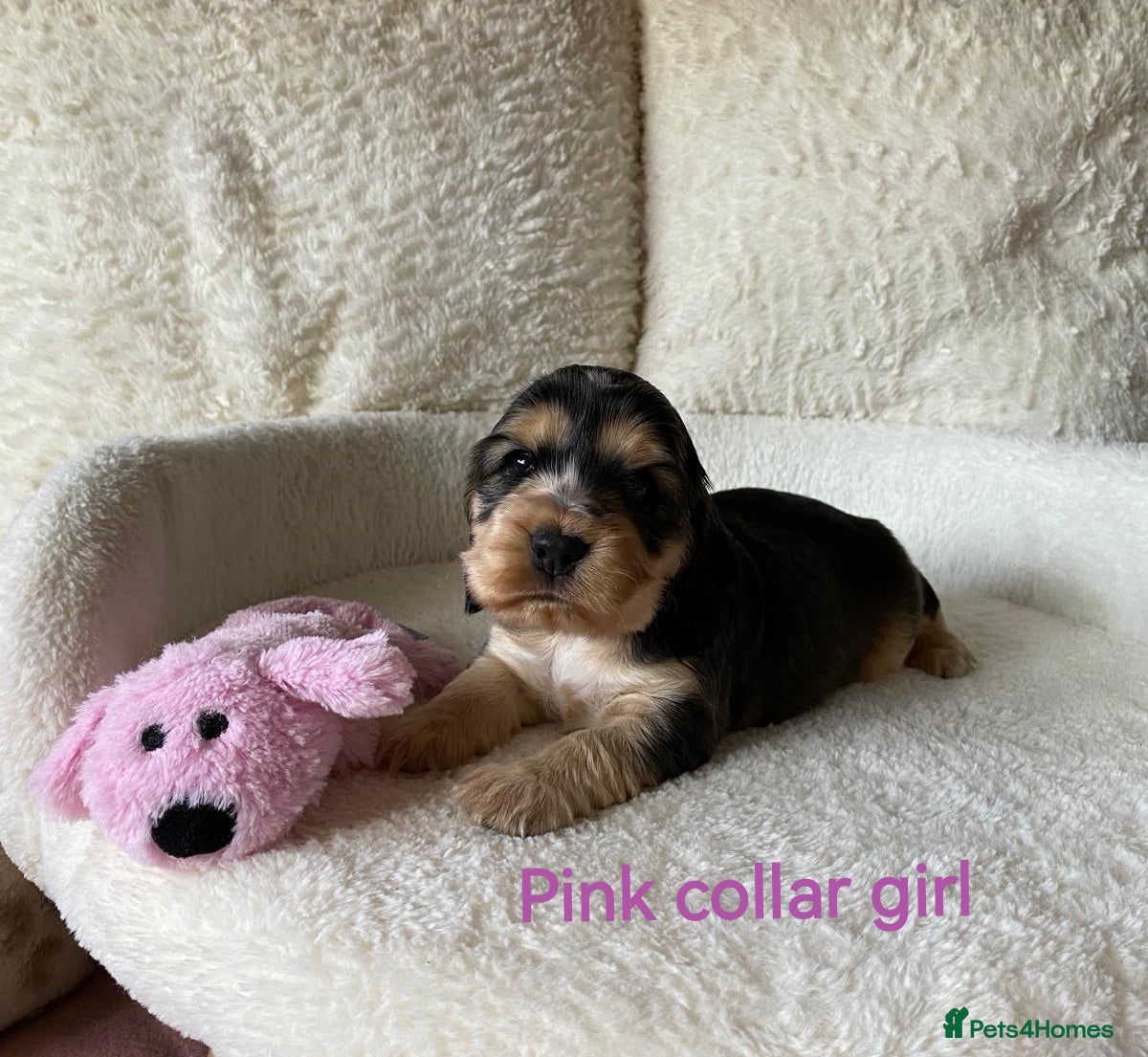 Cocker Spaniel dogs ☀️ DNA tested show type cocker spaniels puppies ☀️ - Advert 1