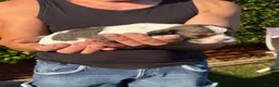 Mixed Breed dogs for sale: F1 Lhasaliers , all girls 💫 - Advert 7