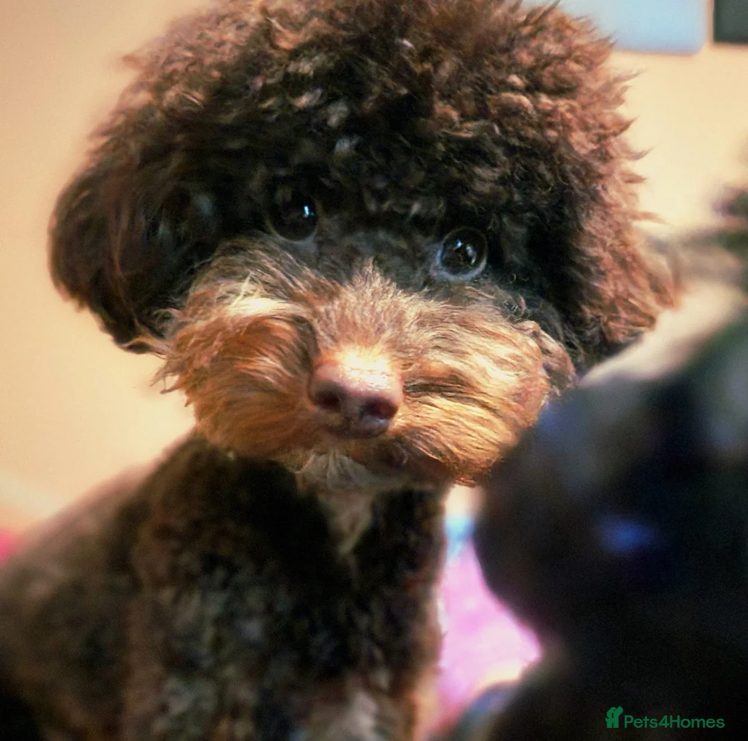 Toy Poodle dogs for stud: Black Phantom Toy Poodle PROVEN - Advert 10