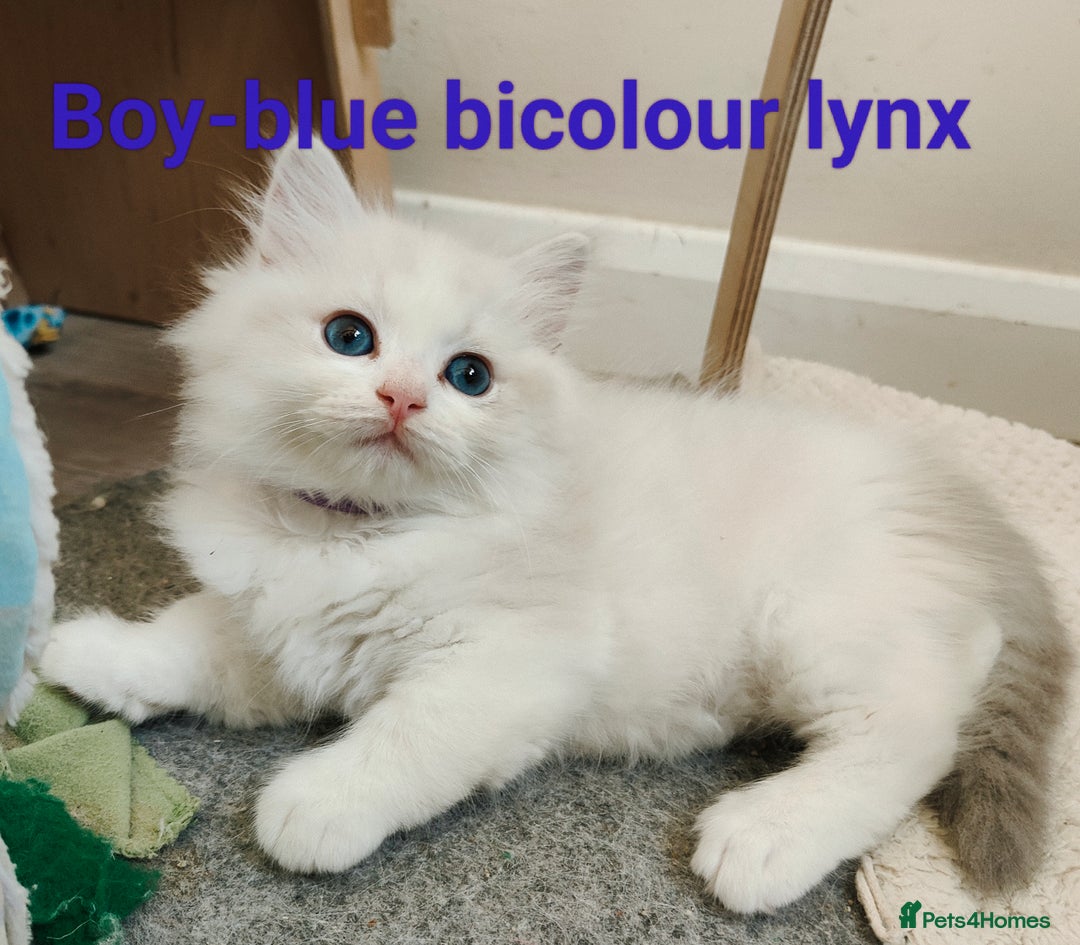 Ragdoll cats for sale: GCCF REGISTERED EUROPEAN LINE RAGDOLL KITTENS  - Image 5