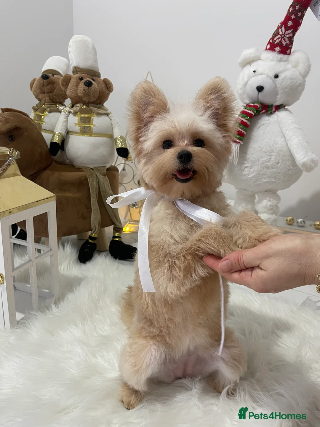 Pomapoo dogs for sale: Pomapoo Girl Lindy (£2000 INC. UK Delivery) - Advert 4