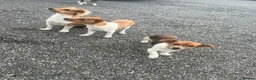 Jack Russell dogs for sale: Jack Russell puppies - Advert 4
