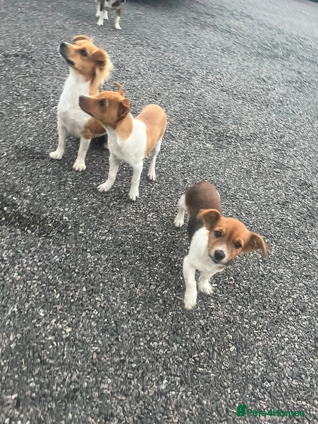 Jack Russell dogs for sale: Jack Russell puppies - Advert 4