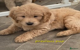 Goldendoodle dogs for sale: F1 Goldendoodle - Image 14