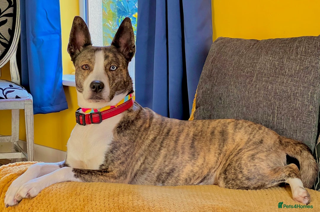 Mixed Breed dogs for sale: Beautiful Mixed breed female  - Advert 1