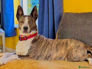 Mixed Breed dogs Beautiful Mixed breed female - Advert 3