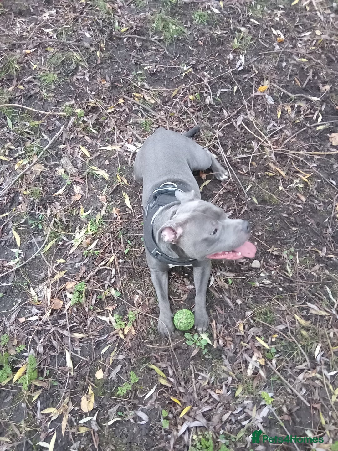 Staffordshire Bull Terrier dogs for stud: 🔥Pure love staffy male for breeding  - Advert 4