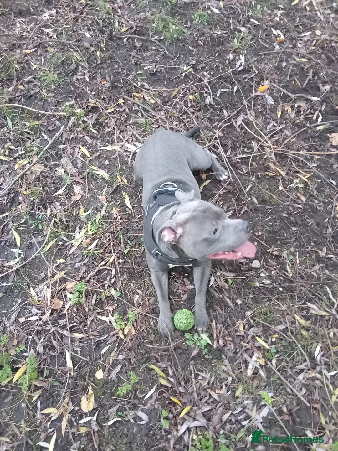 Staffordshire Bull Terrier dogs for stud: 🔥Pure love staffy male for breeding  - Advert 4