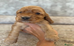 Cocker Spaniel dogs for sale: BEAUTIFUL KC REGISTERED SHOW TYPE HEALTH TESTED - Image 11