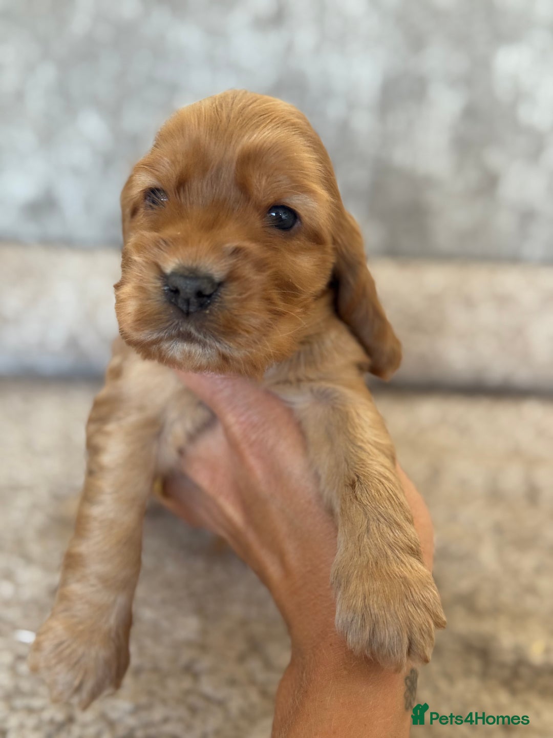 Cocker Spaniel dogs for sale: BEAUTIFUL KC REGISTERED SHOW TYPE HEALTH TESTED - Image 11