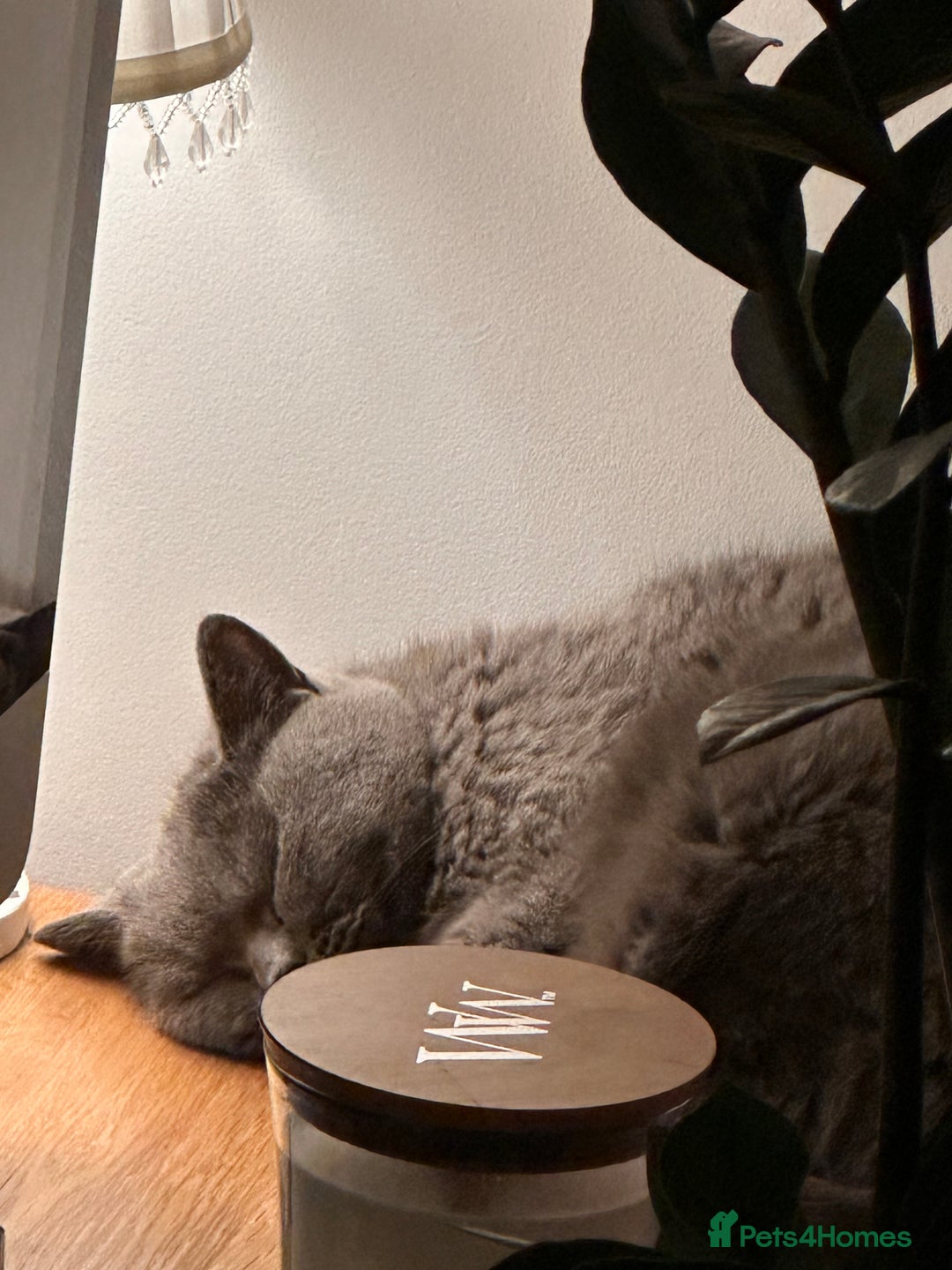 British Shorthair cats for sale: Beautiful female adult cat looking for new home - Image 2