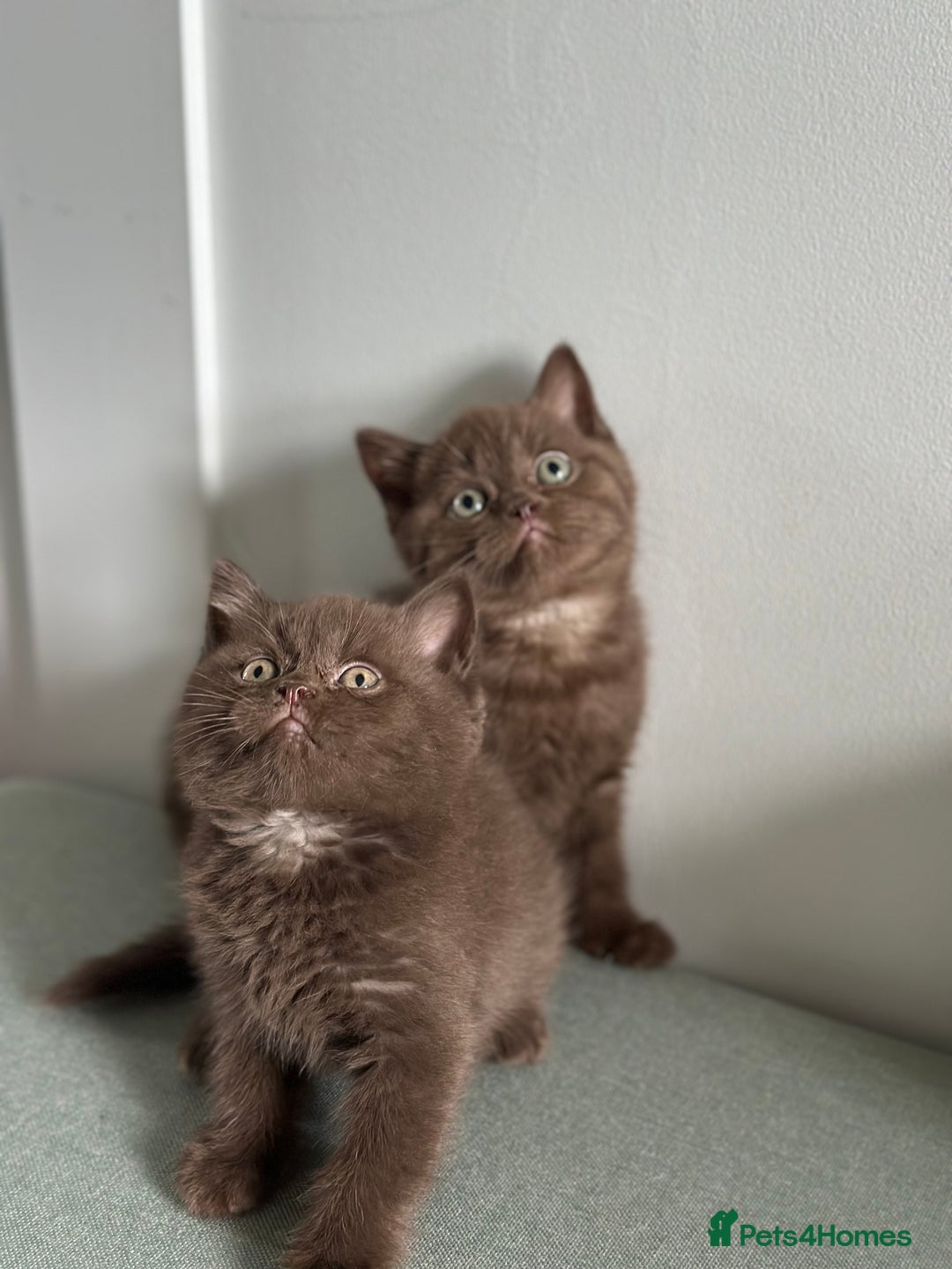 British Shorthair cats for sale: 🌈Beautiful Full Pedigree British Shorthairs 🌈🐱 - Image 29