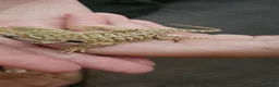 Bearded Dragon reptiles for sale: Baby bearded dragons citrus cross - Advert 8