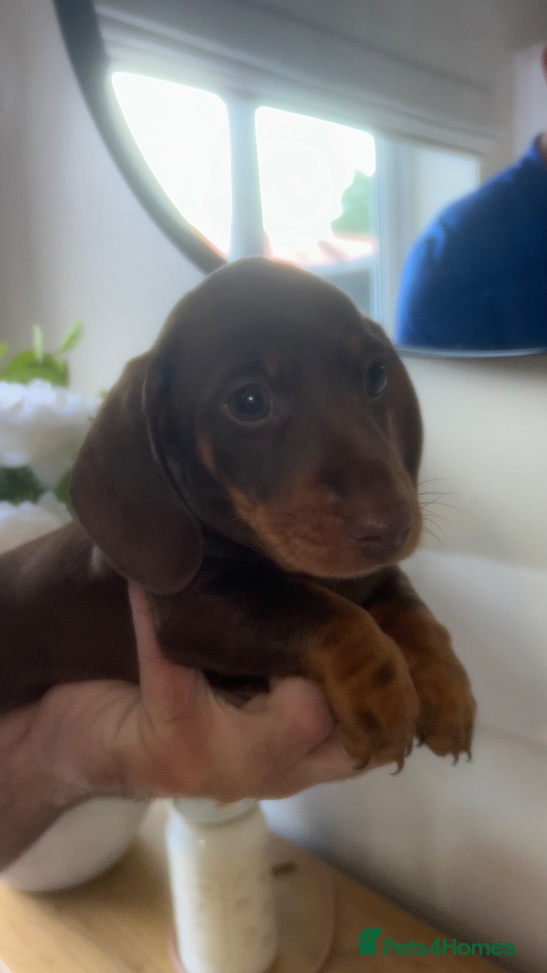 Miniature Dachshund dogs Kc reg miniature dachshund puppies  - Advert 4