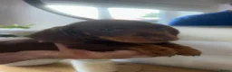 Miniature Dachshund dogs for sale: Kc reg miniature dachshund puppies  - Advert 4