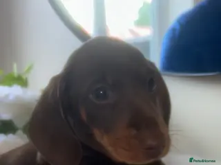 Miniature Dachshund dogs Kc reg miniature dachshund puppies - Advert 4
