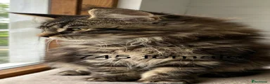 Maine Coon 1