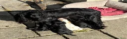 Cocker Spaniel dogs for sale: Show type puppies from health tested parents - Advert 4