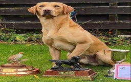 Labrador Retriever dogs for sale: Pedigree Labrador Pups - Image 8