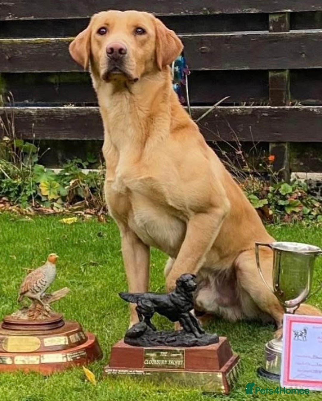 Labrador Retriever dogs for sale: Pedigree Labrador Pups - Image 8