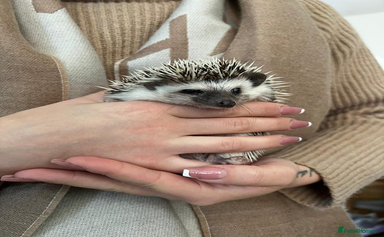 Pygmy Hedgehog rodents - Advert 6