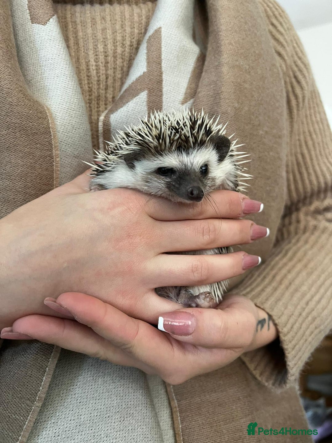 Pygmy Hedgehog rodents for sale: Hedgehog for rehoming  - Image 1