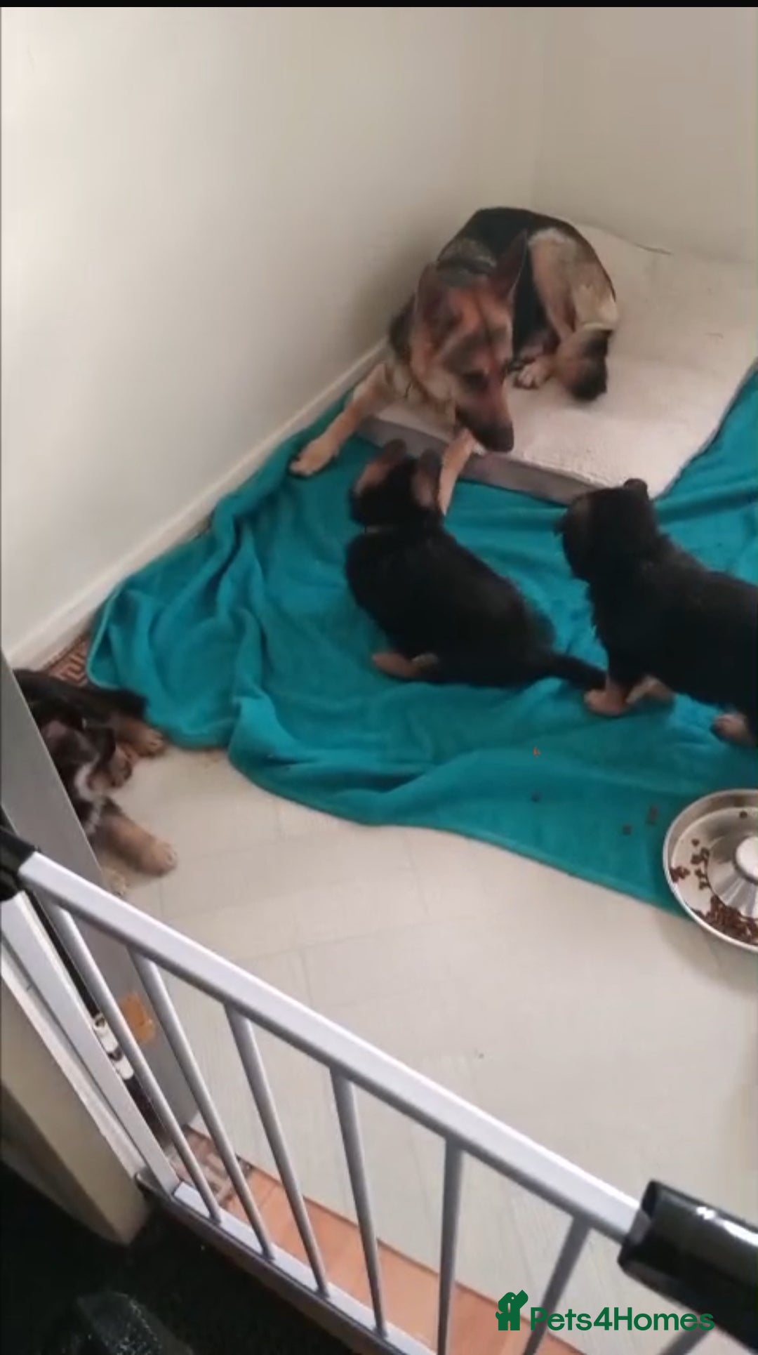 German Shepherd dogs for sale: Beautiful KC Registered German Shepherd Pups  - Image 9