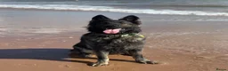 German Shepherd dogs for sale: Fully Health Tested, KC registered GSD puppies due - Advert 2