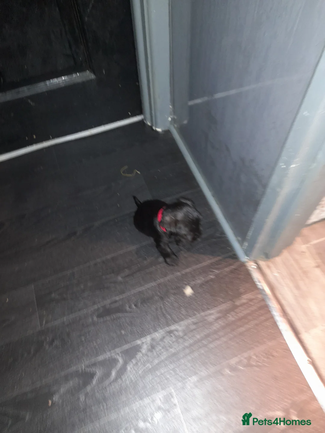 Mixed Breed dogs for sale: Snorkie pups - Advert 7