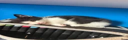 Mixed Breed cats for sale: 3 cats and 3kittens - Advert 3