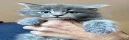Mixed Breed cats for sale: Maine coon cross kittens stunning babies ready now - Advert 18