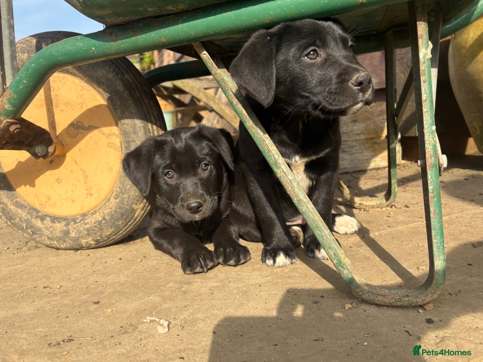 Borador dogs Borodor puppies perfect family dogs  - Advert 2