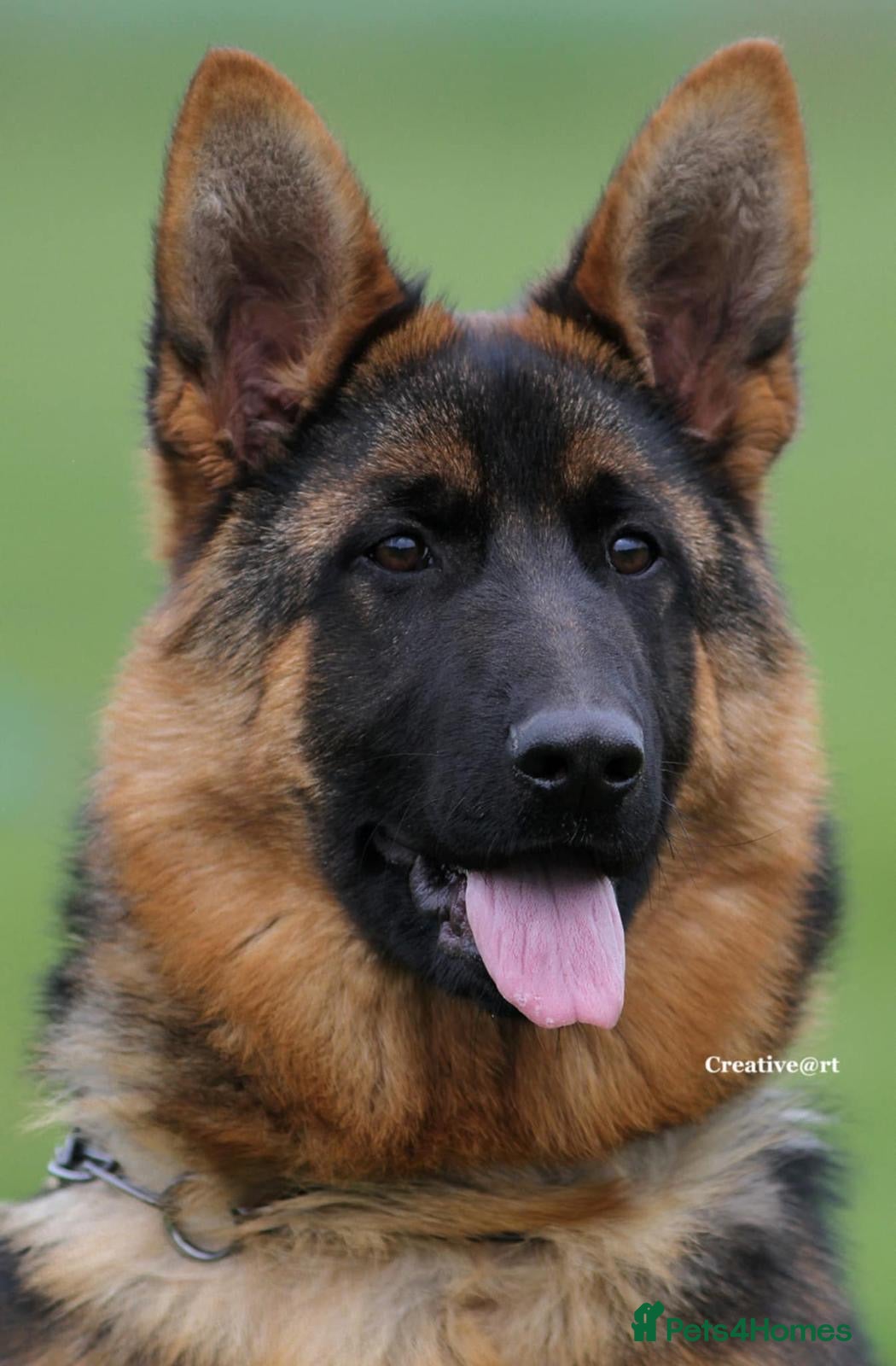German Shepherd dogs 9 months old - Advert 1