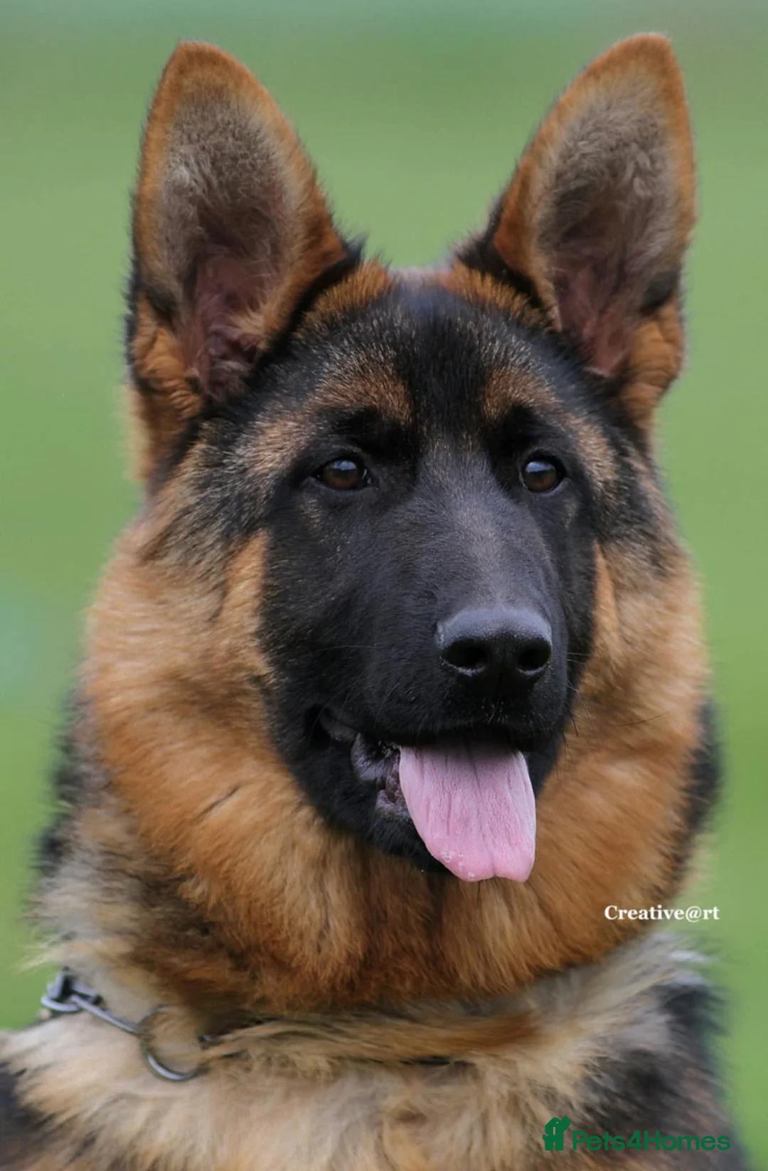 German Shepherd dogs for sale: 9 months old - Advert 1