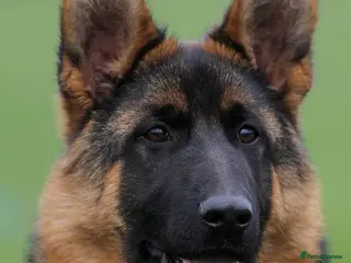 German Shepherd dogs 9 months old - Advert 1