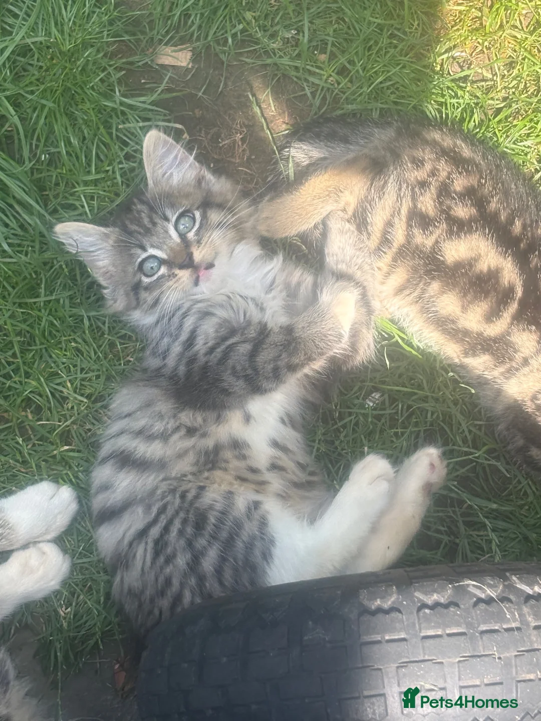 Mixed Breed cats for sale: Very fully cute kitten  - Advert 8