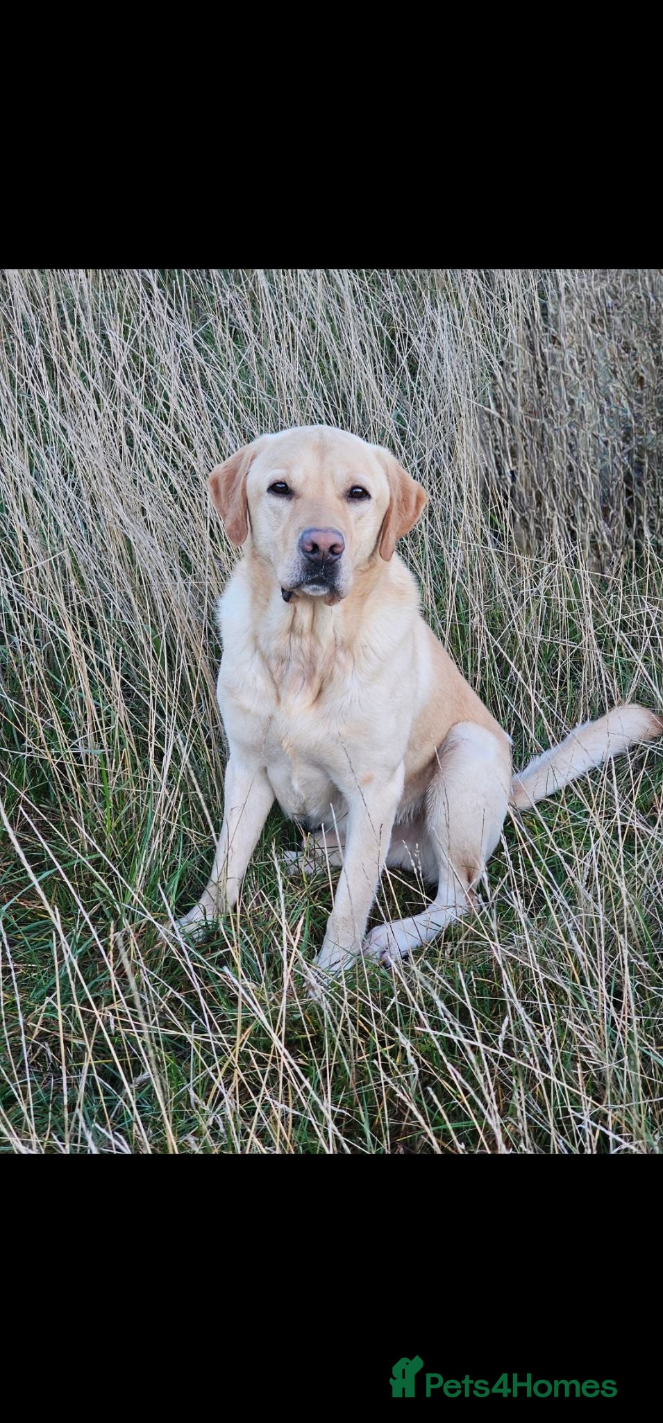 Labrador Retriever dogs Full grown yellow male labrador - Advert 1