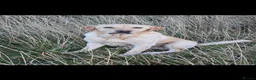 Labrador Retriever dogs for sale: Full grown yellow male labrador - Advert 1