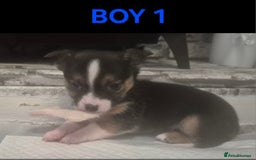 Mixed Breed dogs for sale: Miniature Jack Russell x Chihuahua Pups - Image 6