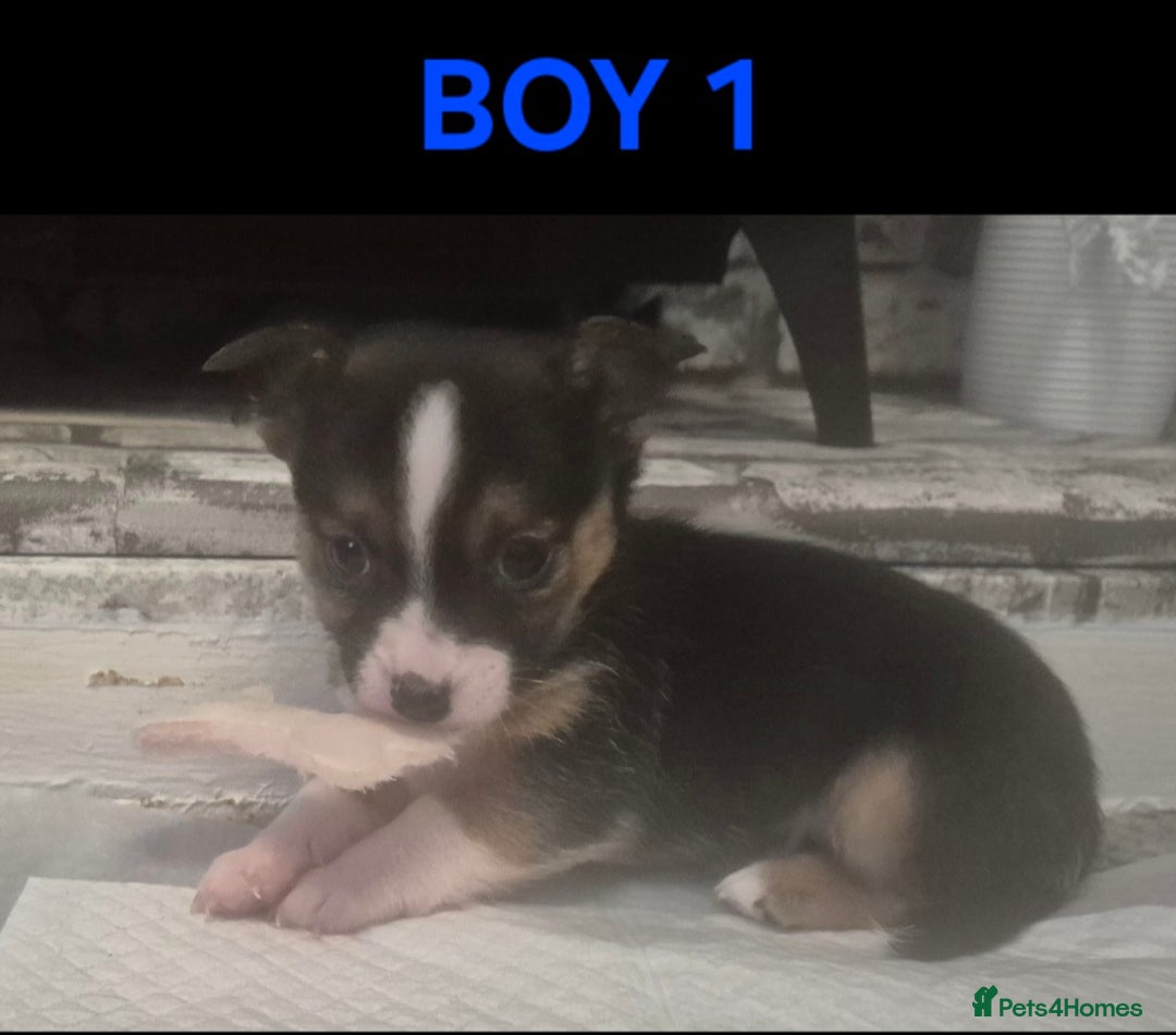 Mixed Breed dogs for sale: Miniature Jack Russell x Chihuahua Pups - Image 6