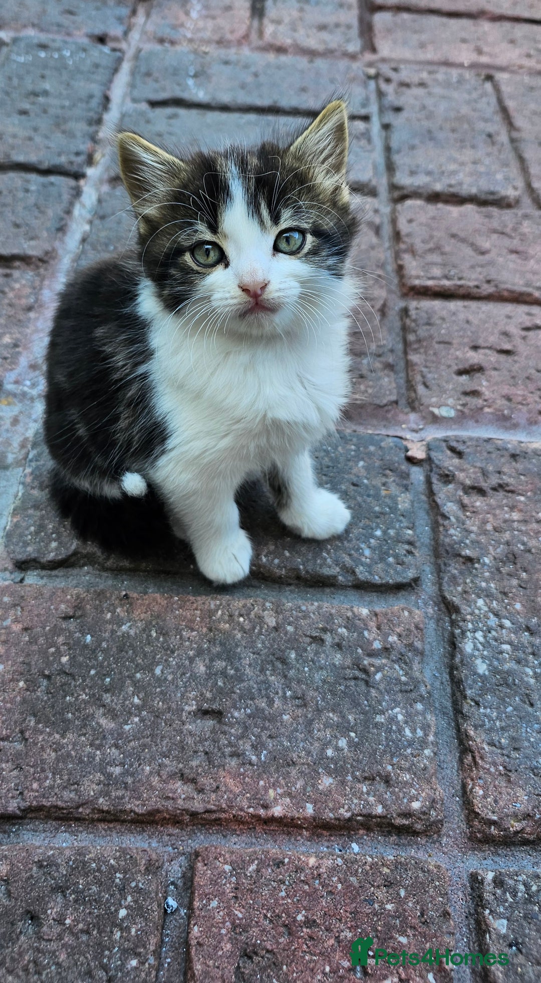 British Longhair cats for sale: 2males /2 famles - Image 8