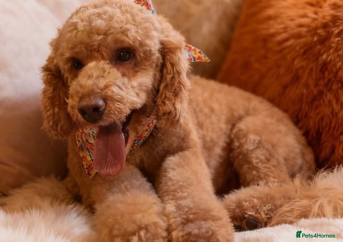 Cockapoo dogs for stud: 🐾 Proven Deep Red F1b Cockapoo Stud Available 🐾 - Advert 3