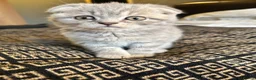 Scottish Fold cats for sale: Adorable Scottish Fold Kittens - Advert 7
