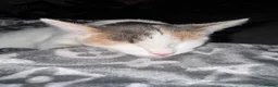 Mixed Breed cats for sale: 4 beautiful kittens  - Advert 7
